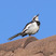 African Pied Wagtail